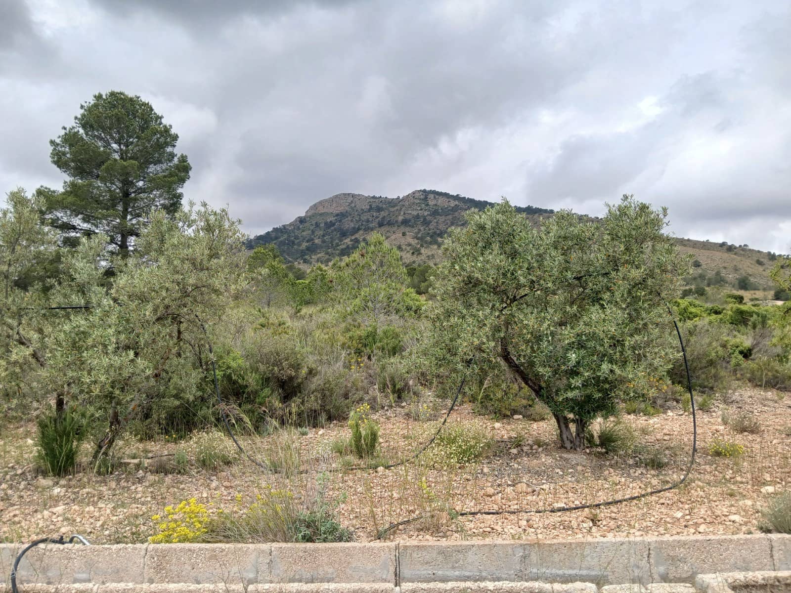 5 sovrum Finca/Hus på landet till salu i Yecla med pool garage - 70 000 € (Ref: 9282664)