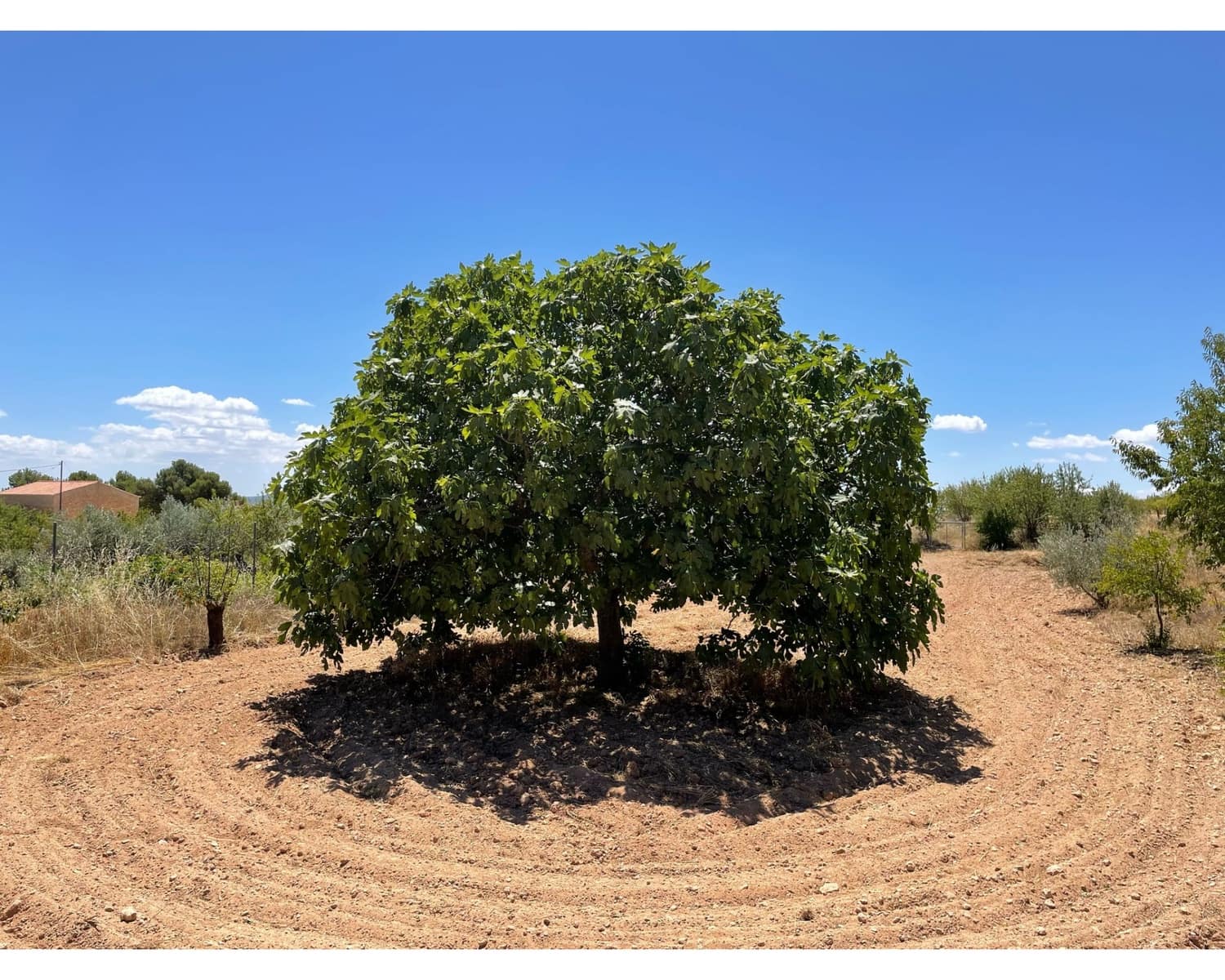 5 sypialnia Finka/Dom wiejski na sprzedaż w Pinoso z basenem - 379 995 € (Ref: 9284073)