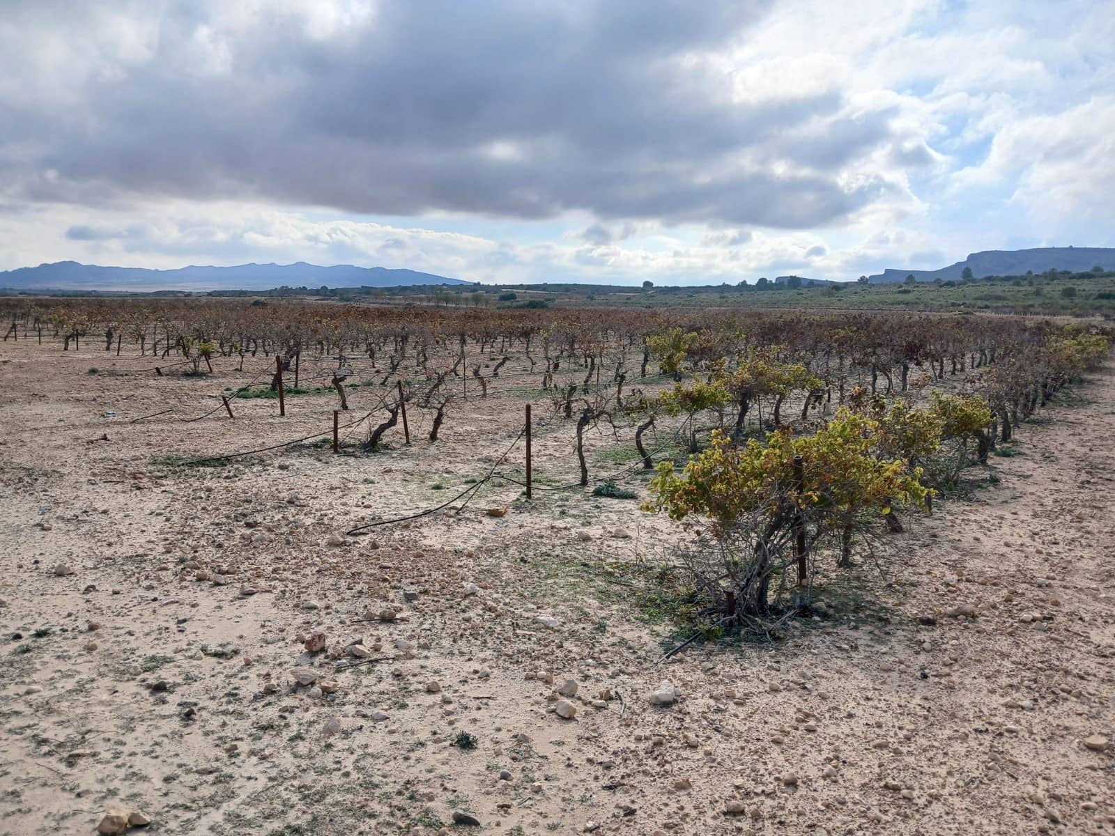 Teren niezagospodarowany na sprzedaż w Yecla - 570 000 € (Ref: 9284079)