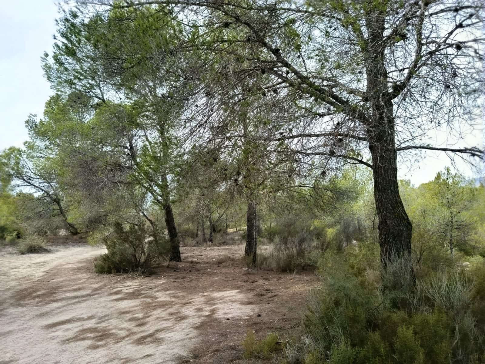 Landgrundstück zu verkaufen in Monovar / Monover - 55.000 € (Ref: 9390174)