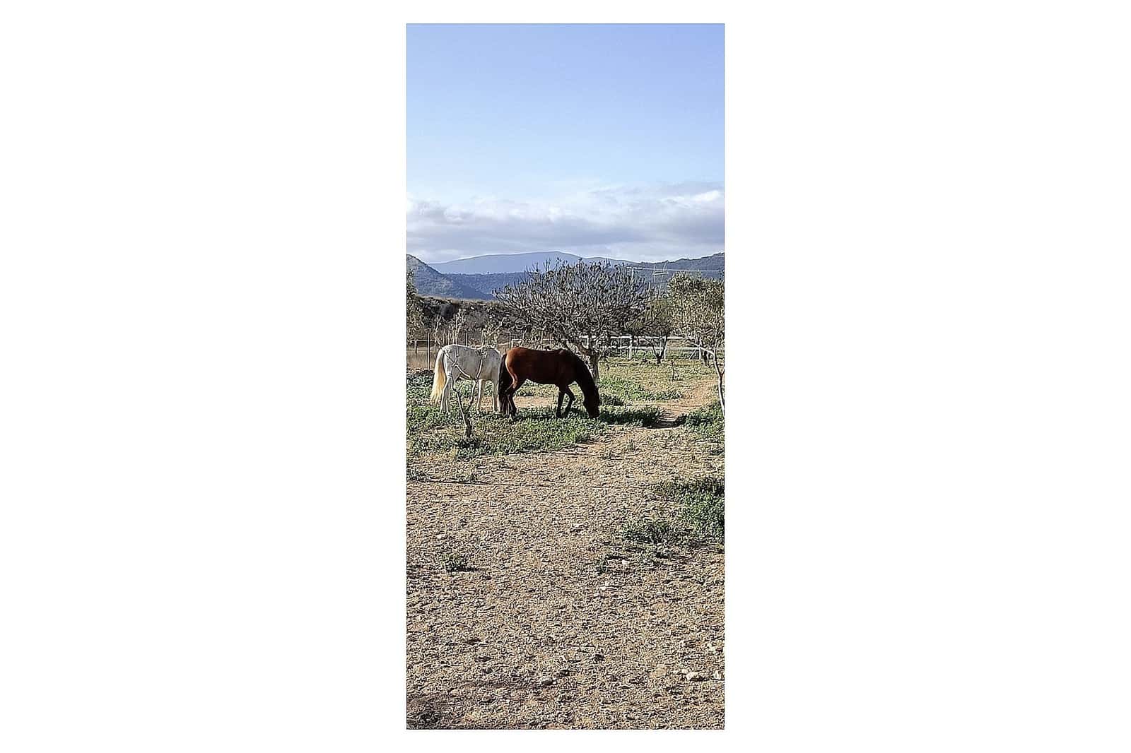 3 slaapkamer Finca/Landhuis te koop in Monovar / Monover met zwembad garage - € 200.000 (Ref: 9440636)