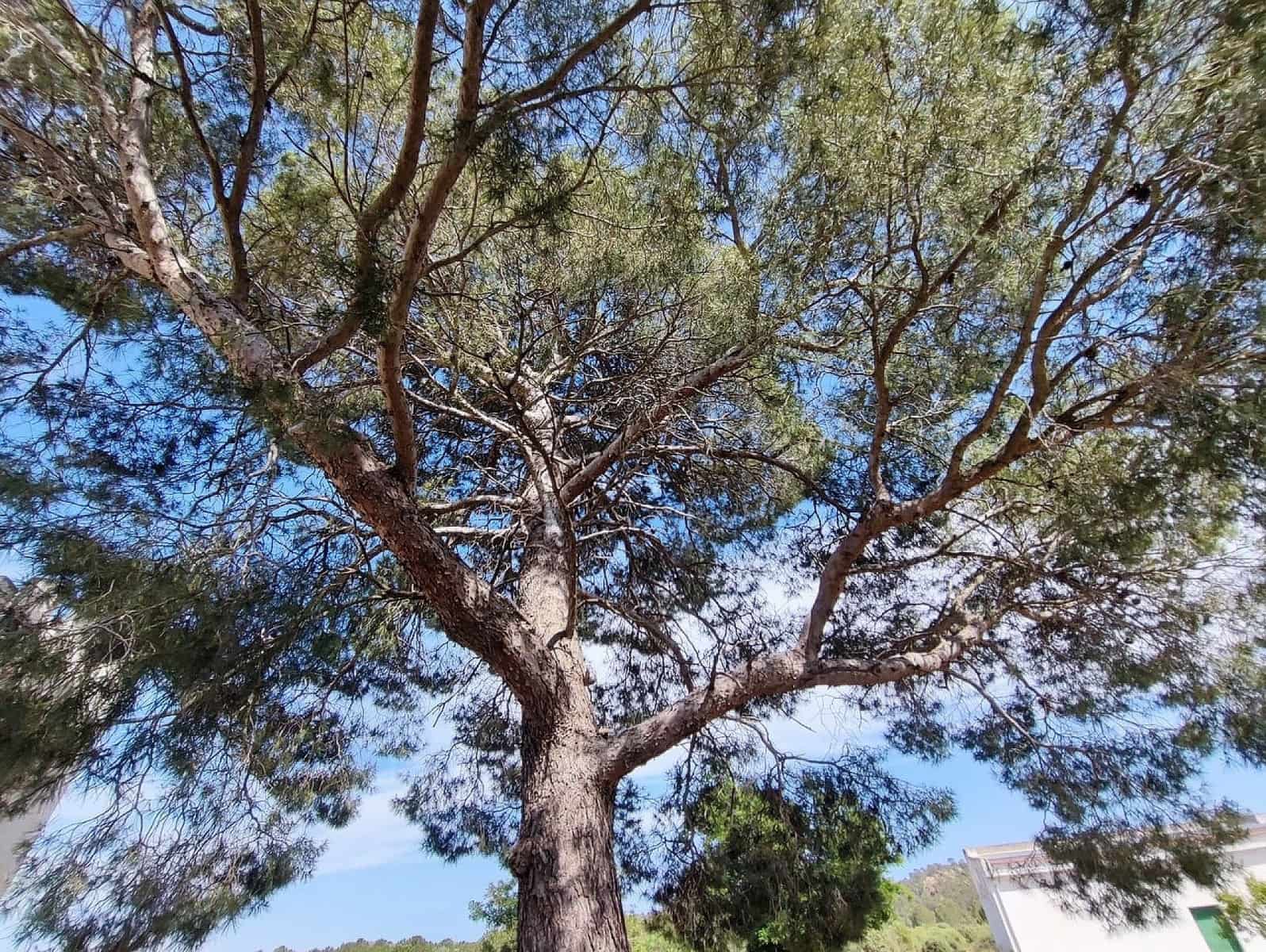 5 sypialnia Finka/Dom wiejski na sprzedaż w Yecla z basenem garażem - 675 000 € (Ref: 9639094)