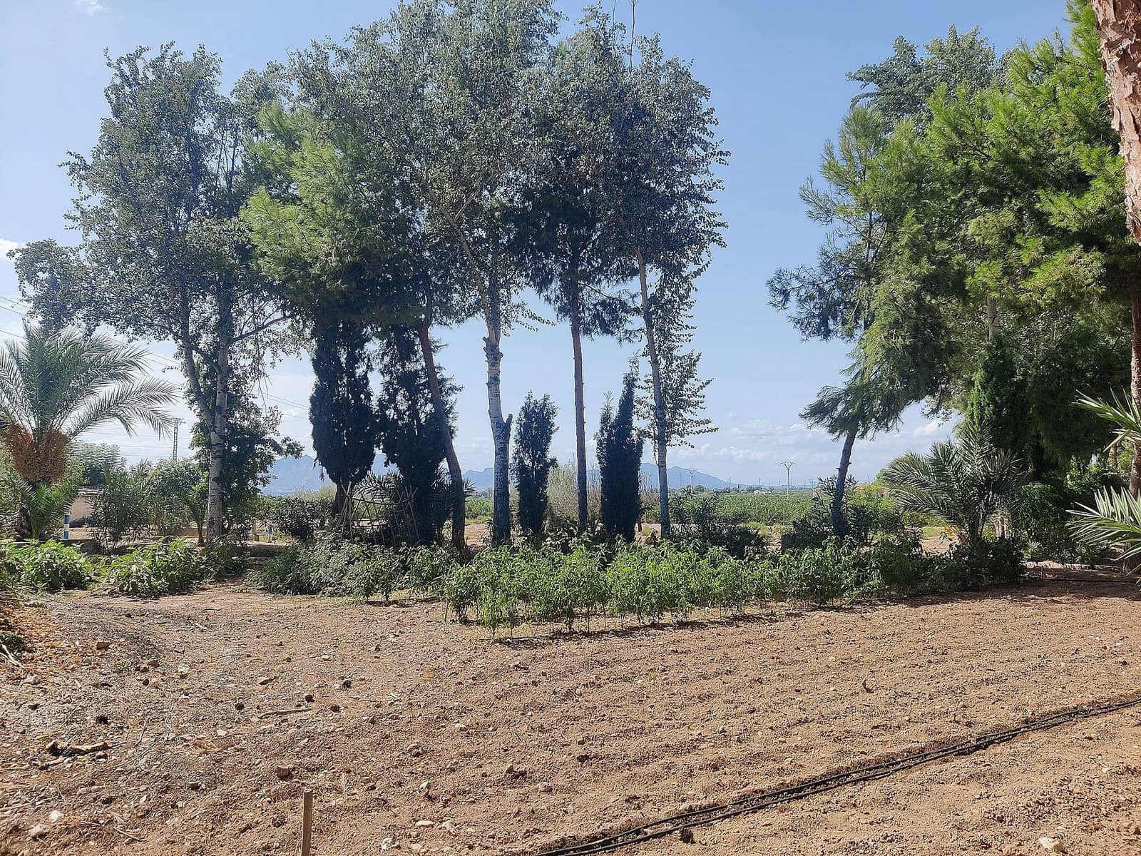 3 camera da letto Finca/Casa di Campagna in vendita in Crevillente / Crevillent con piscina - 399.995 € (Rif: 9639100)