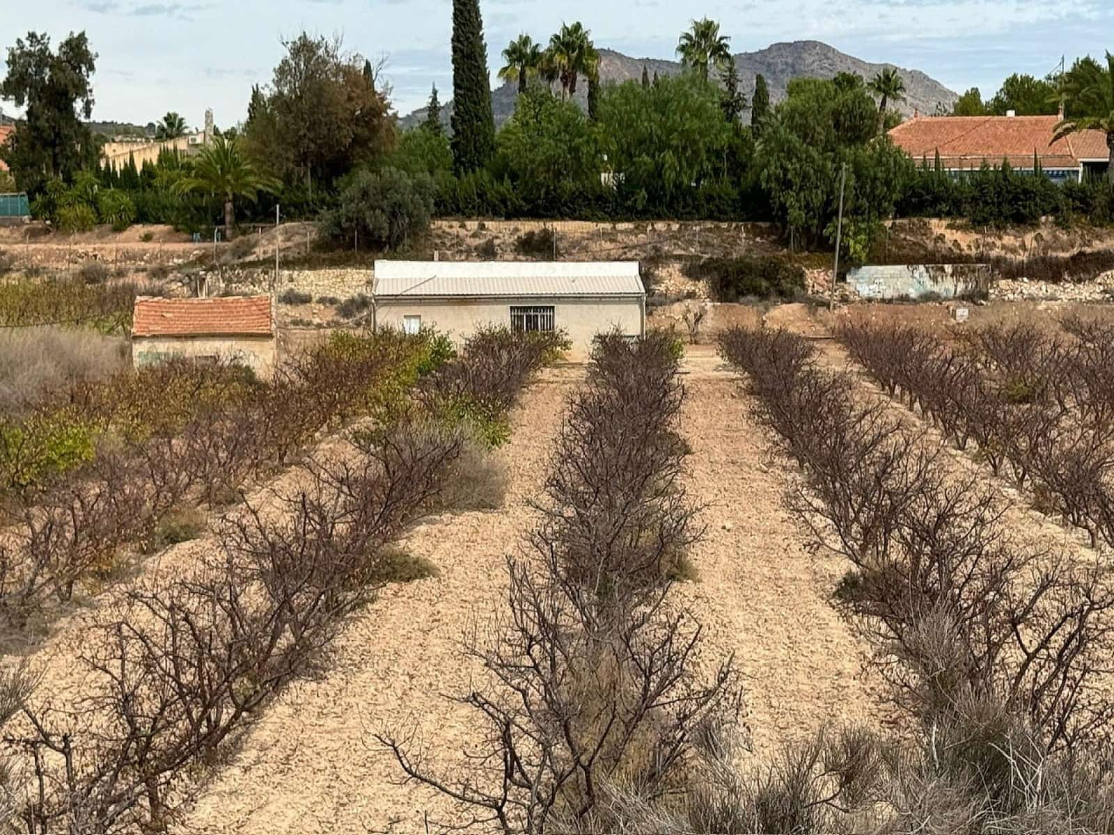 Terre non Aménagée à vendre à Monovar / Monover - 94 995 € (Ref: 9707425)