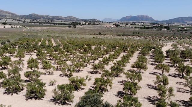 Grunde uden byggetilladelser til salg i Salinas - € 99.995 (Ref: 9707984)