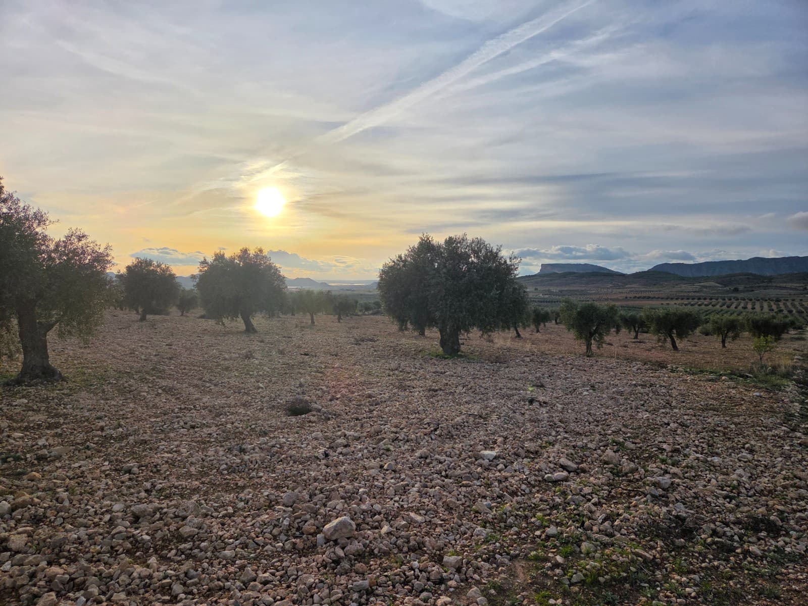 Undeveloped Land for sale in Jumilla - € 65,000 (Ref: 9711108)