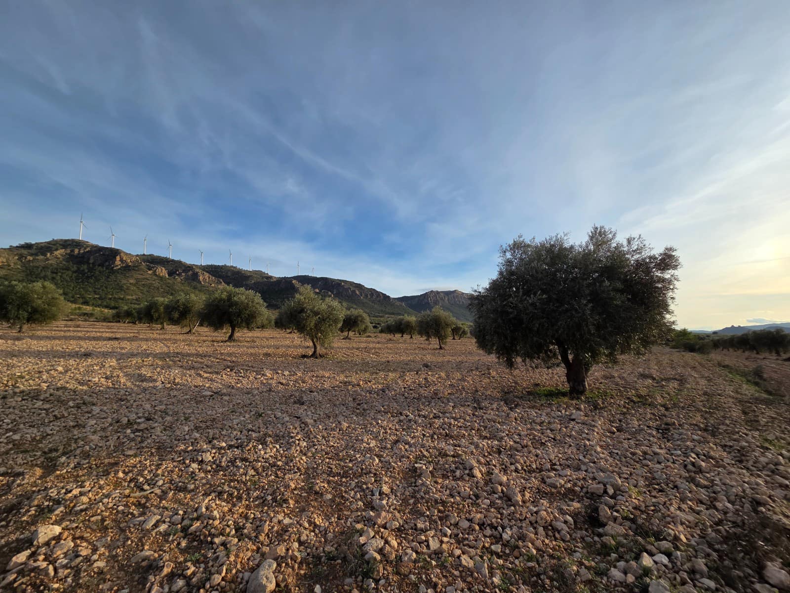 Undeveloped Land for sale in Jumilla - € 65,000 (Ref: 9711108)
