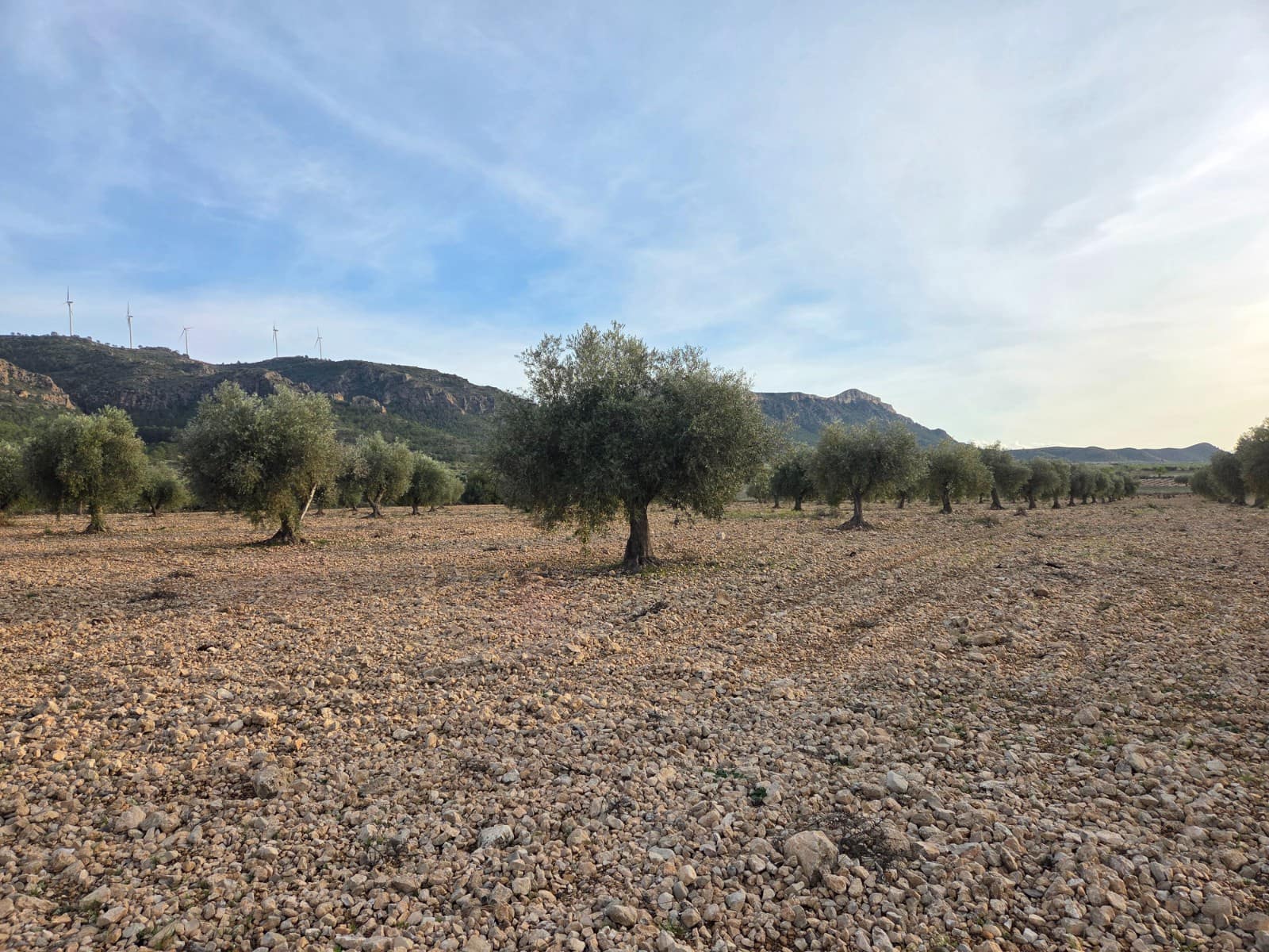 Undeveloped Land for sale in Jumilla - € 65,000 (Ref: 9711108)