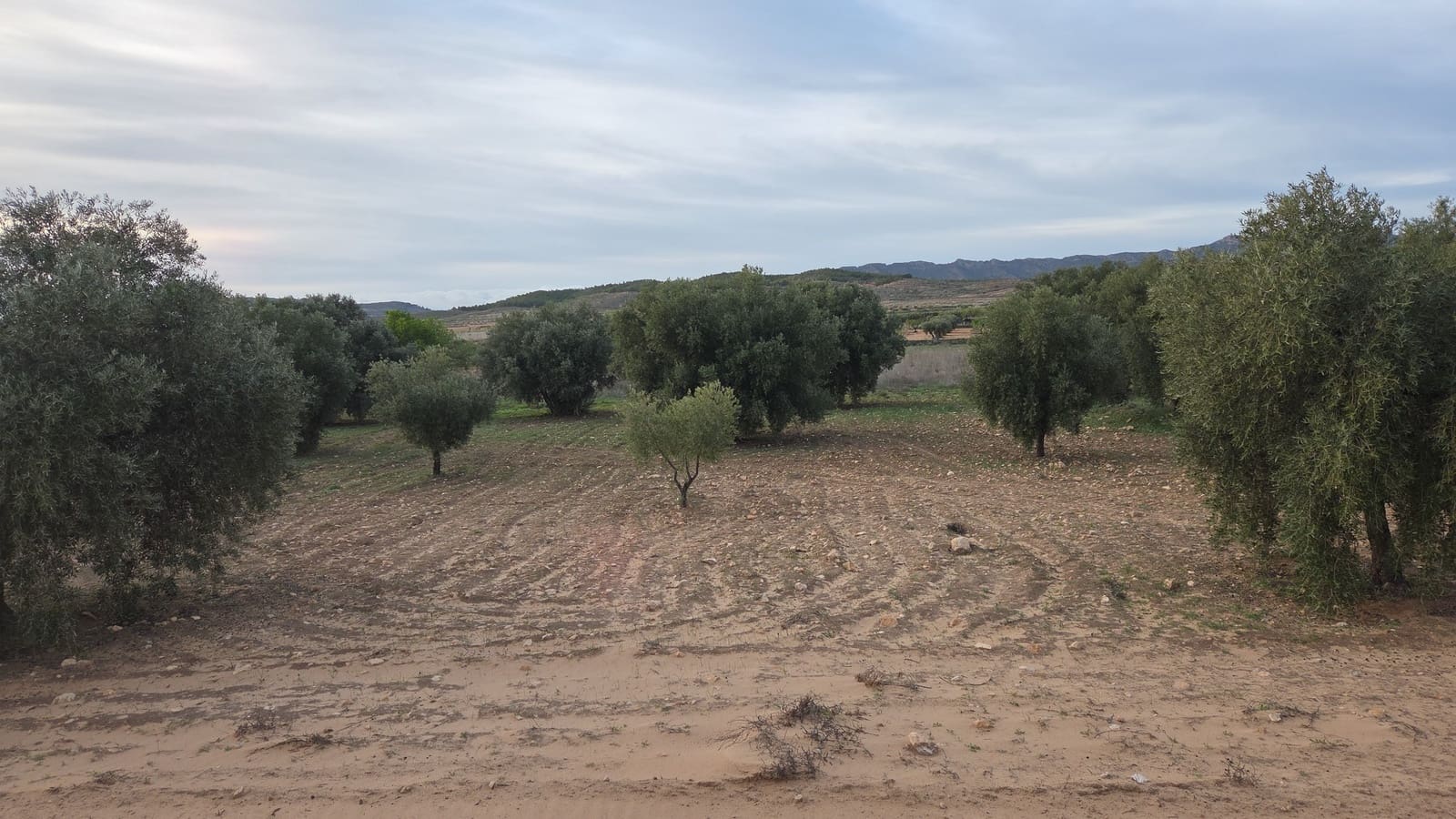 Landgrundstück zu verkaufen in Jumilla - 25.000 € (Ref: 9711109)