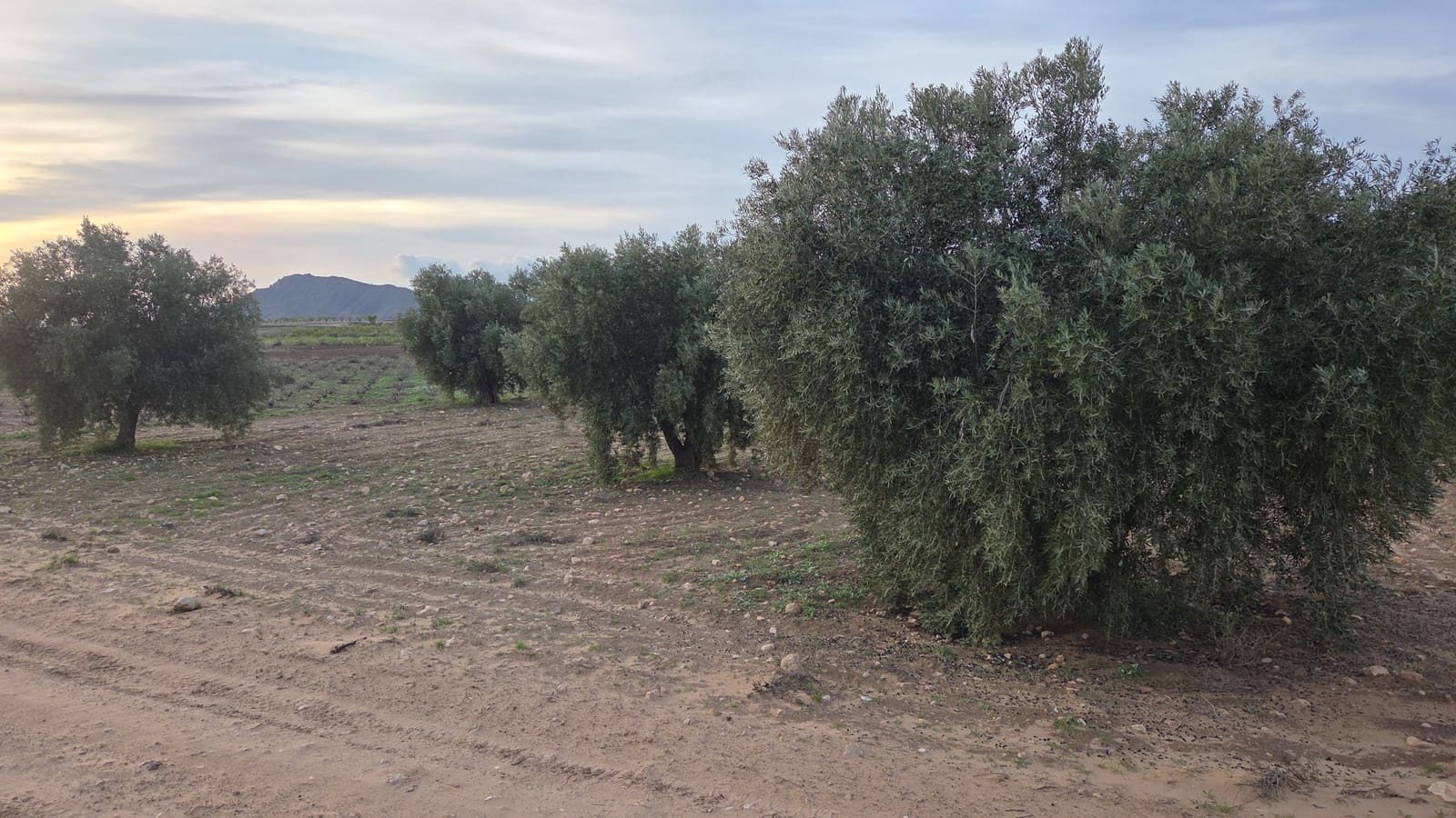 Landgrundstück zu verkaufen in Jumilla - 25.000 € (Ref: 9711109)