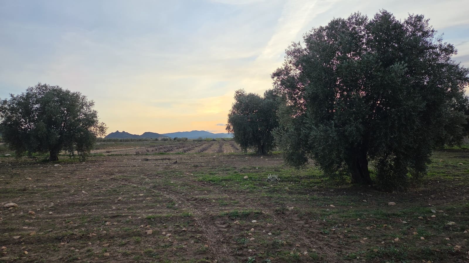 Landgrundstück zu verkaufen in Jumilla - 25.000 € (Ref: 9711109)