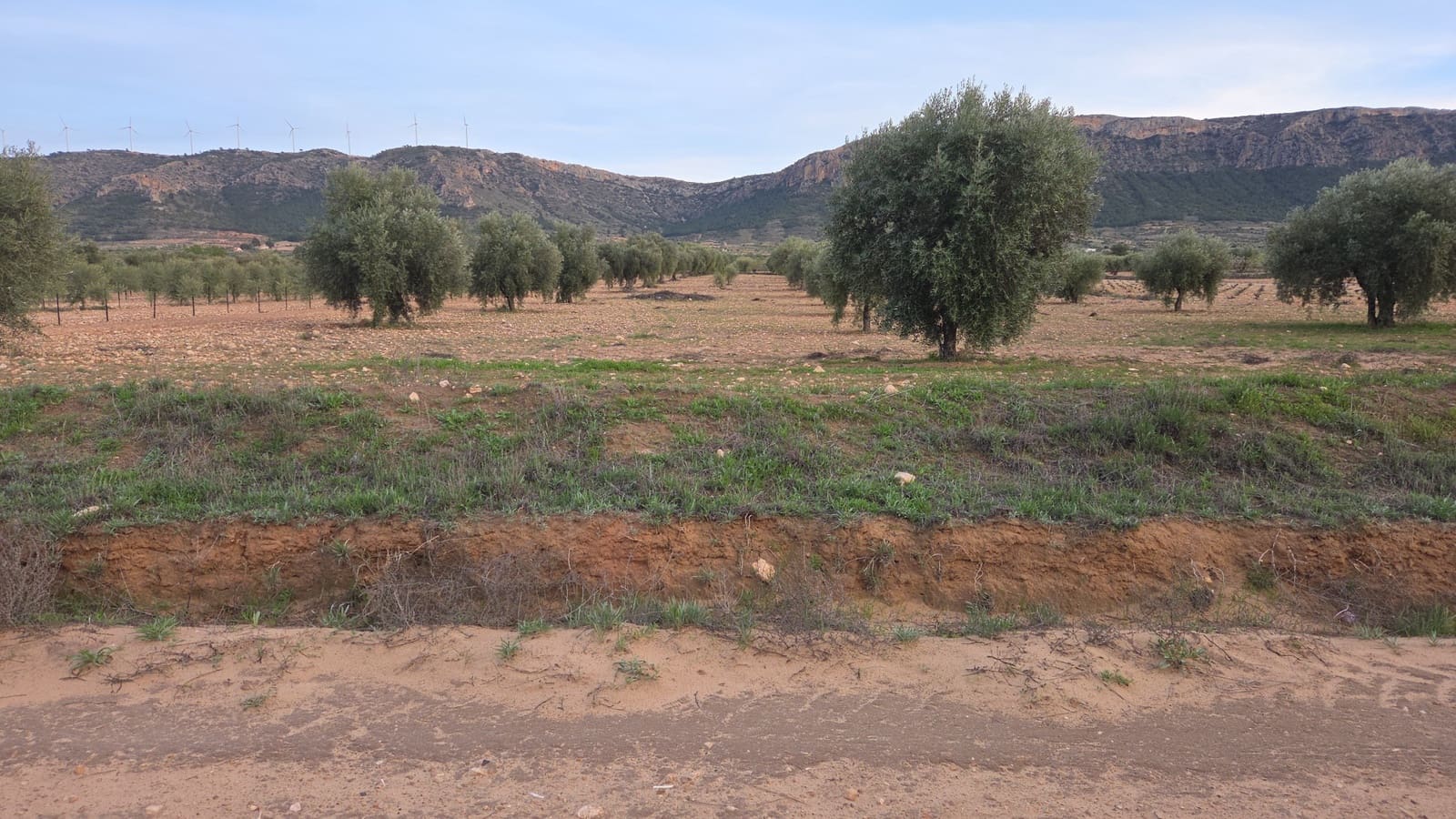 Undeveloped Land for sale in Jumilla - € 20,000 (Ref: 9711110)