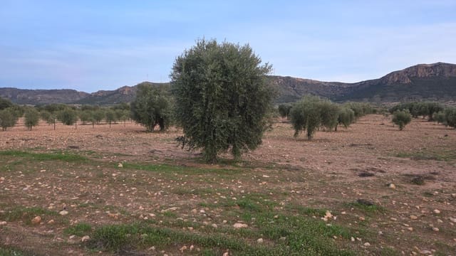 Undeveloped Land for sale in Jumilla - € 20,000 (Ref: 9711110)