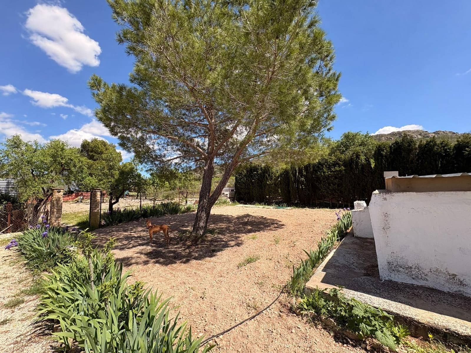 3 slaapkamer Villa te koop in Yecla met zwembad garage - € 149.995 (Ref: 9784494)