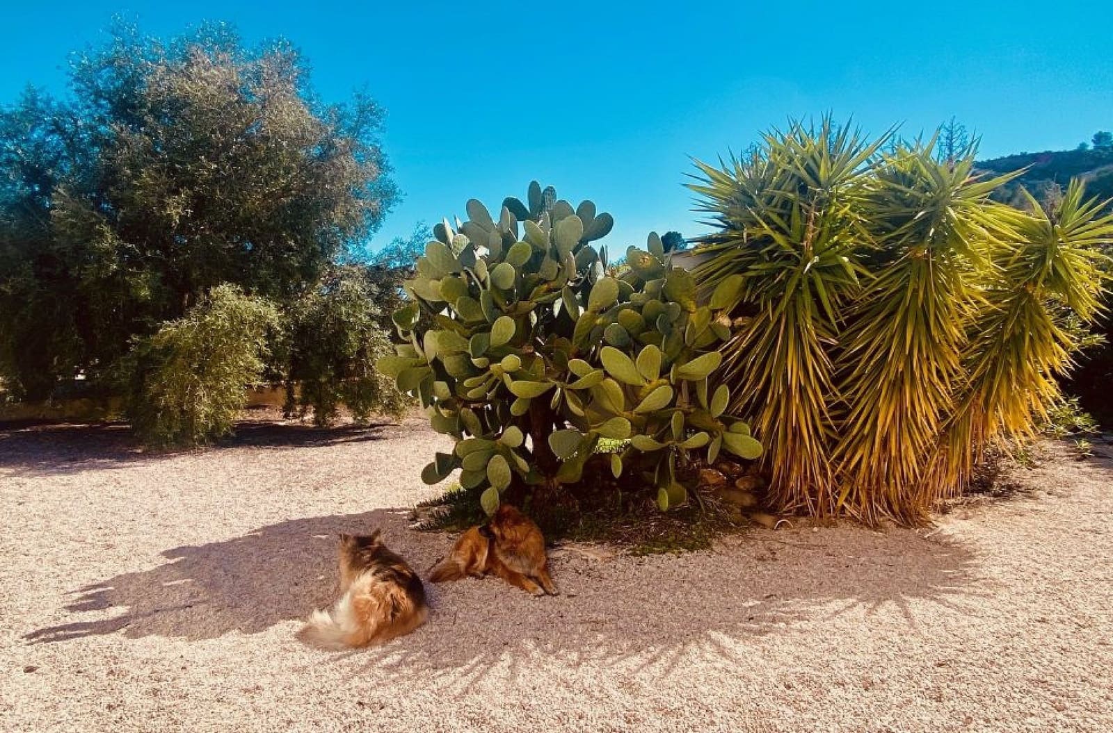 5 chambre Finca/Maison de Campagne à vendre à El Canton avec piscine - 475 000 € (Ref: 9784498)