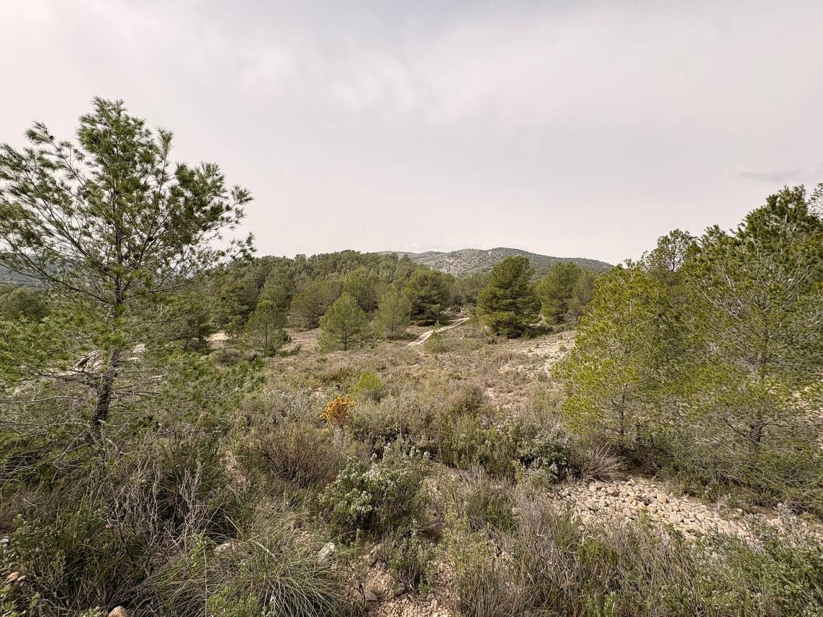 Terreno/Finca Rústica en Petrel / Petrer en venta - 106.000 € (Ref: 9784499)
