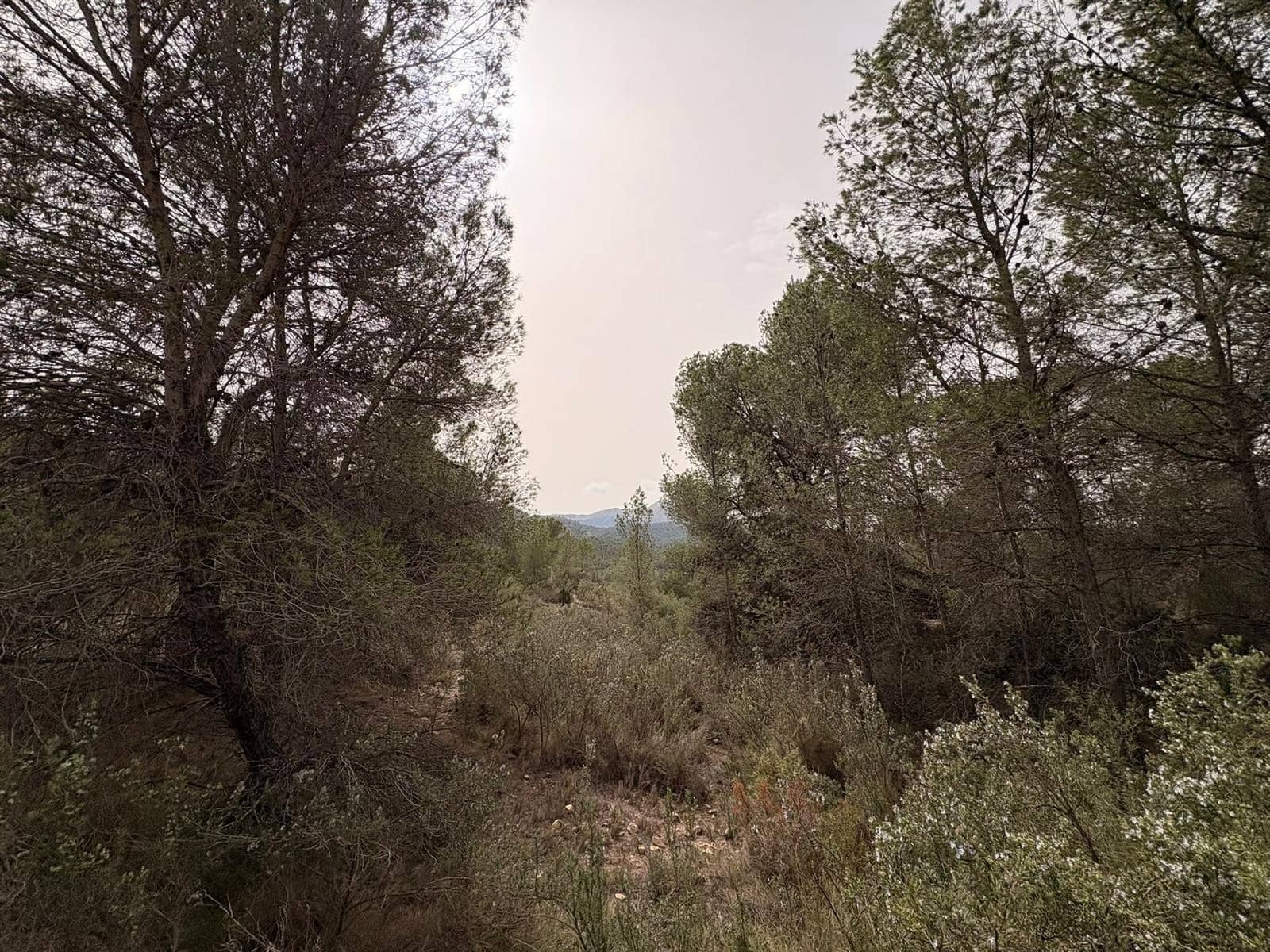 Terreno/Finca Rústica en Petrel / Petrer en venta - 106.000 € (Ref: 9784499)