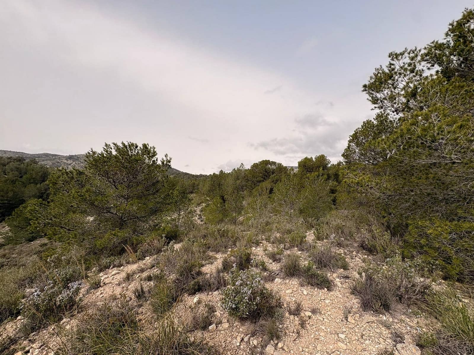 Terreno/Finca Rústica en Petrel / Petrer en venta - 106.000 € (Ref: 9784499)