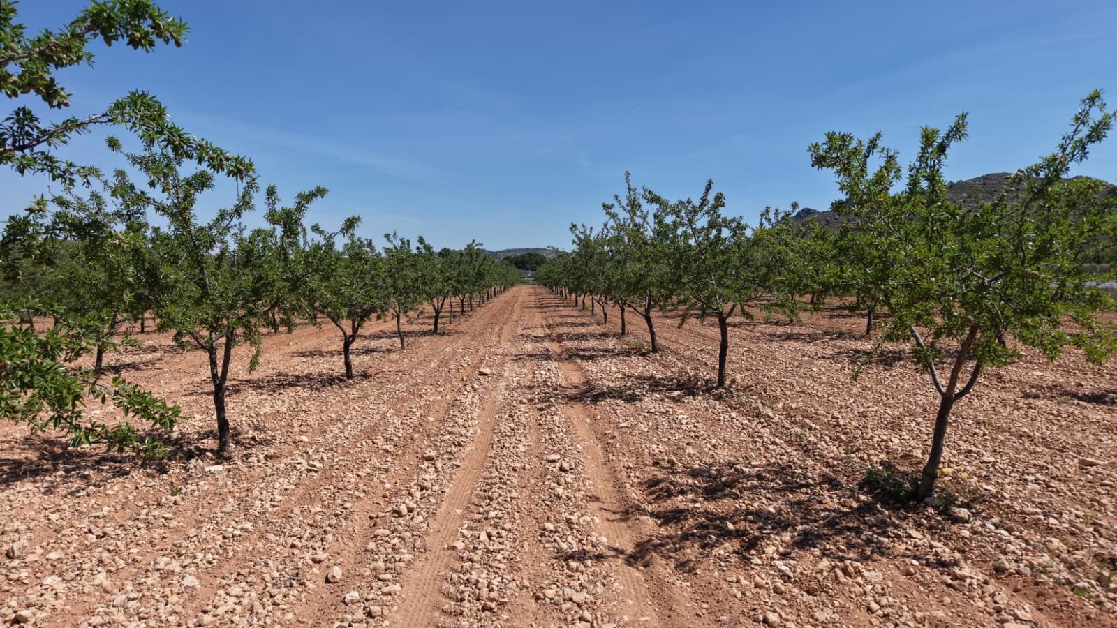 Undeveloped Land for sale in Yecla - € 48,000 (Ref: 9807659)