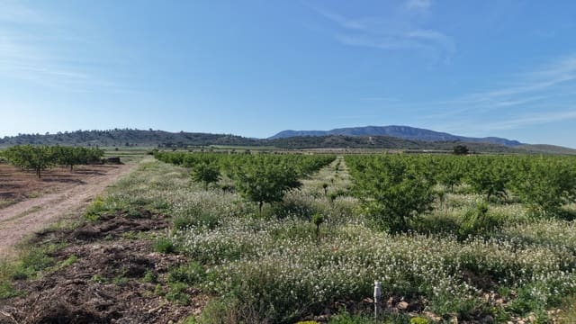 Undeveloped Land for sale in Yecla - € 50,000 (Ref: 9807660)