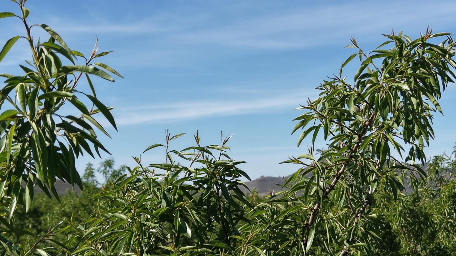 Undeveloped Land for sale in Yecla - € 50,000 (Ref: 9807660)