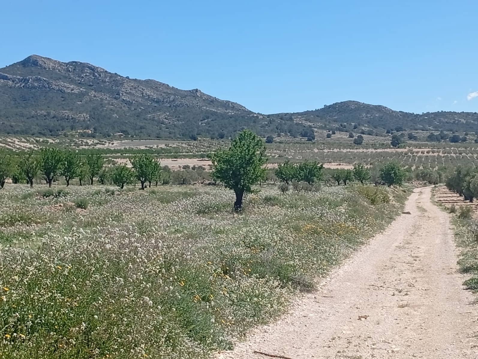 Terreno Não Urbanizado para venda em Salinas - 45 000 € (Ref: 9858565)