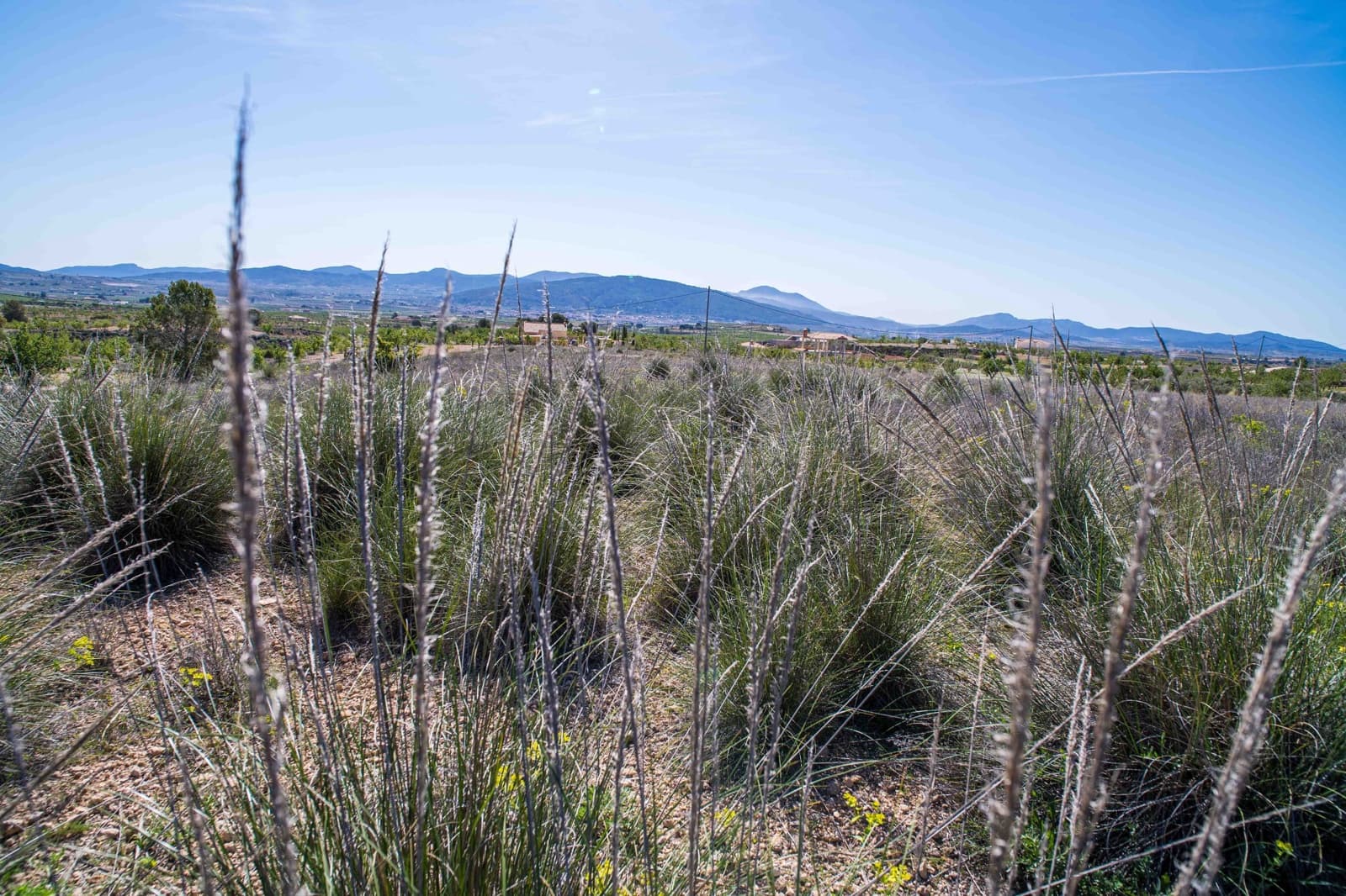 Undeveloped Land for sale in Pinoso - € 48,000 (Ref: 9894951)