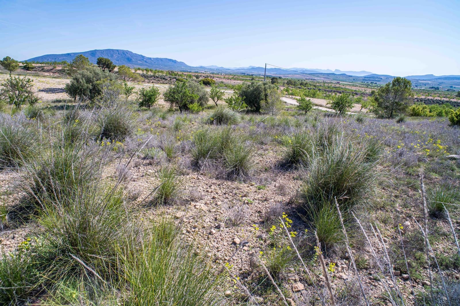 Undeveloped Land for sale in Pinoso - € 48,000 (Ref: 9894951)