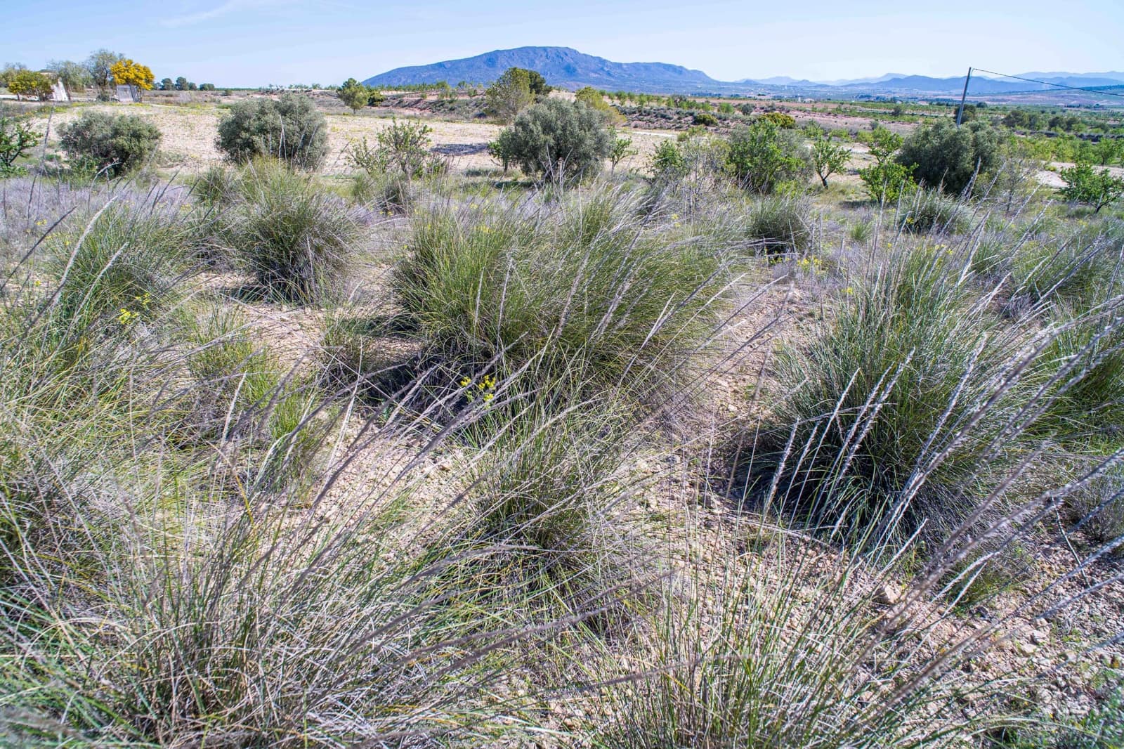 Undeveloped Land for sale in Pinoso - € 48,000 (Ref: 9894951)
