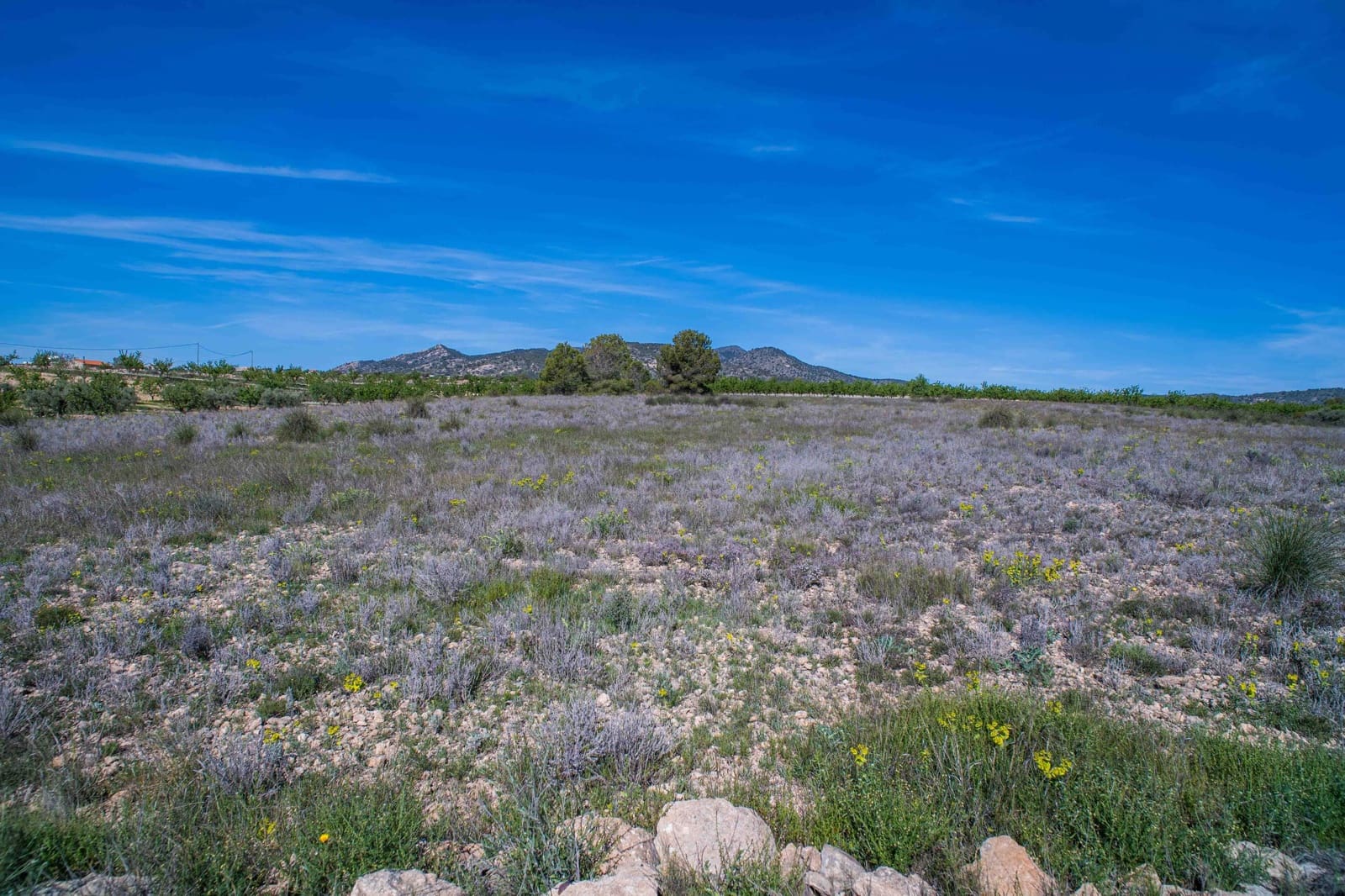 Undeveloped Land for sale in Pinoso - € 48,000 (Ref: 9894951)
