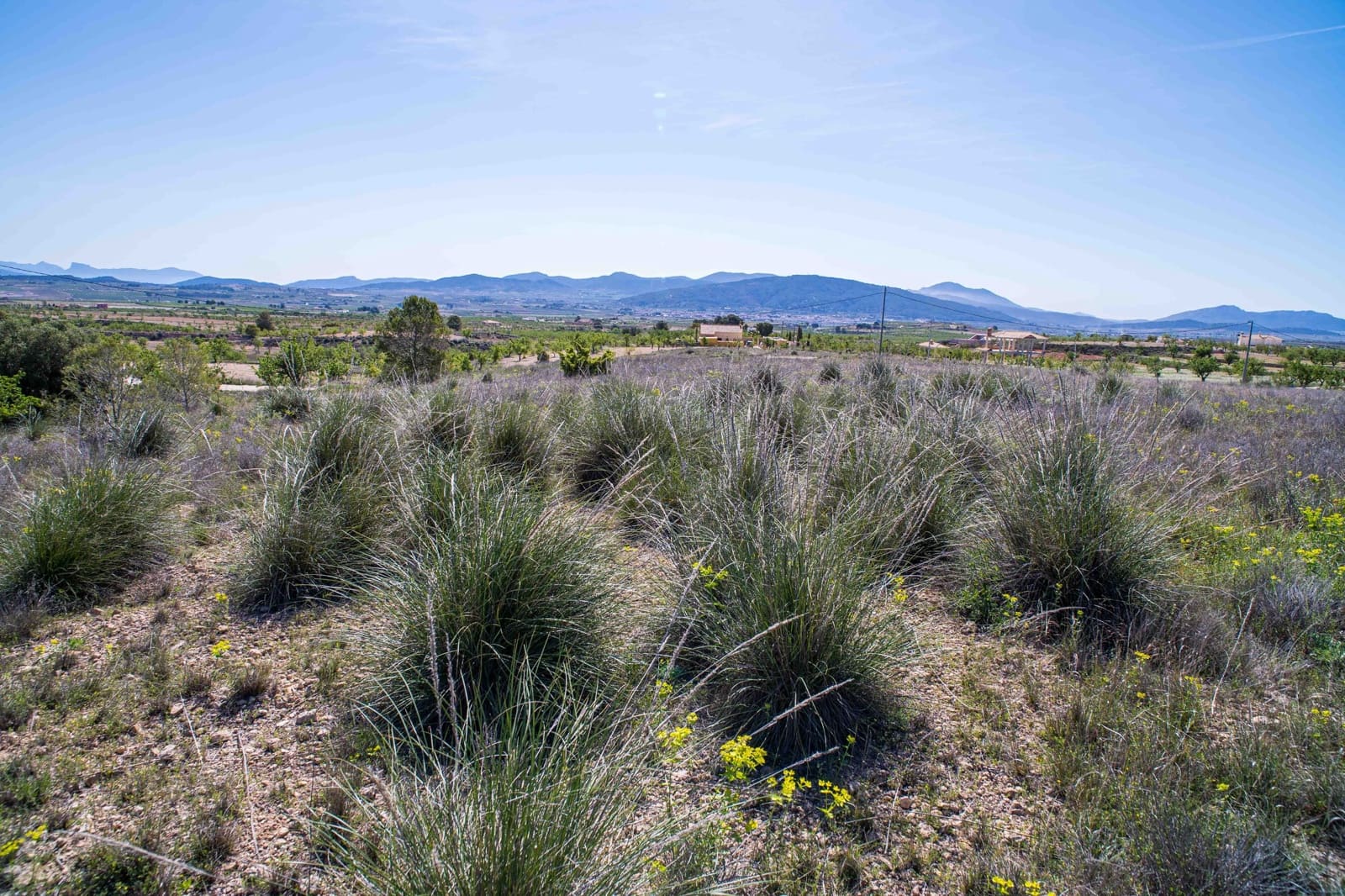 Undeveloped Land for sale in Pinoso - € 48,000 (Ref: 9894951)