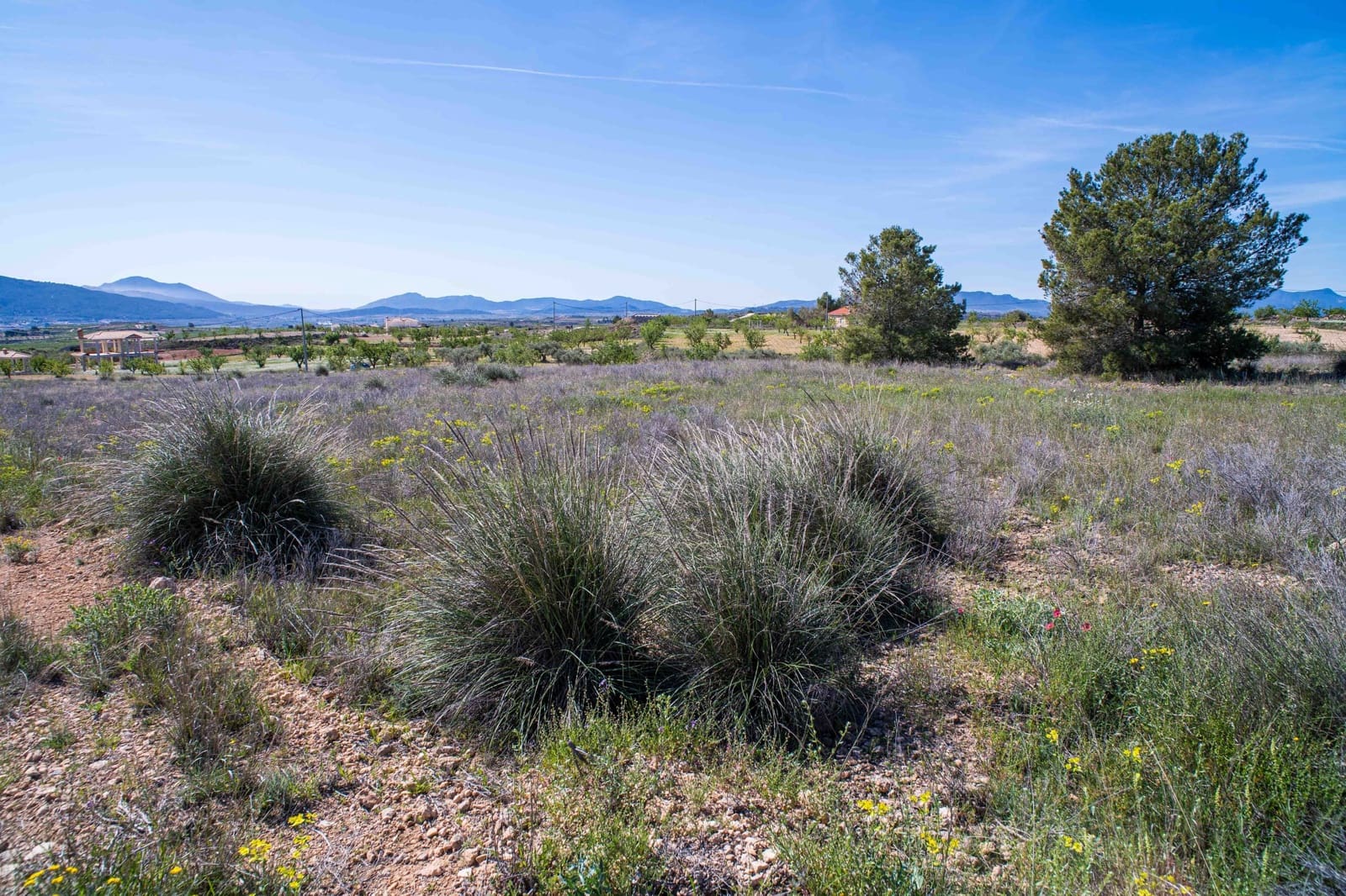 Undeveloped Land for sale in Pinoso - € 48,000 (Ref: 9894951)