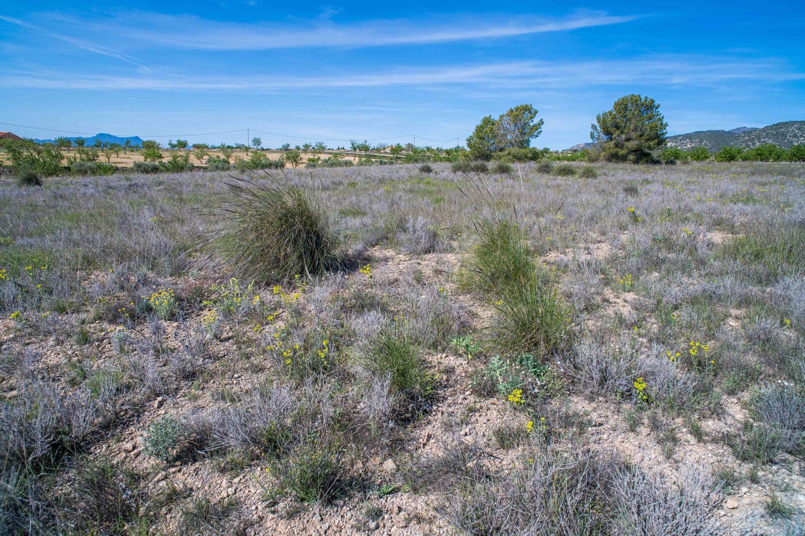 Undeveloped Land for sale in Pinoso - € 48,000 (Ref: 9894951)