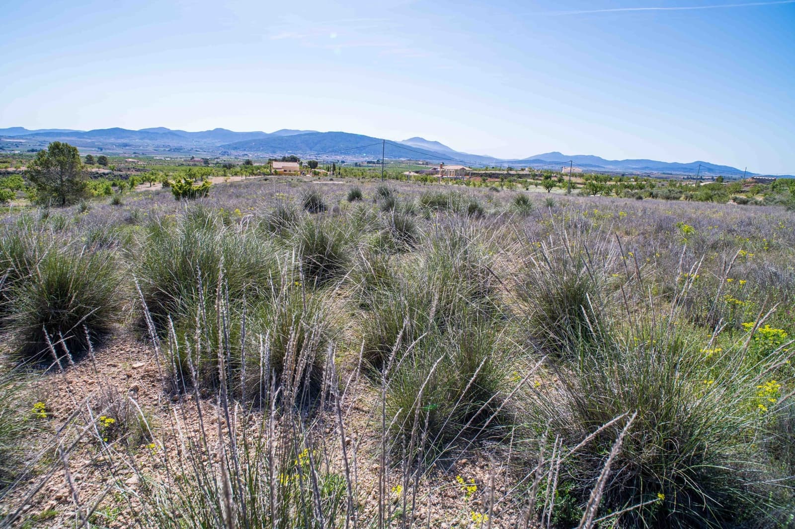 Undeveloped Land for sale in Pinoso - € 48,000 (Ref: 9894951)