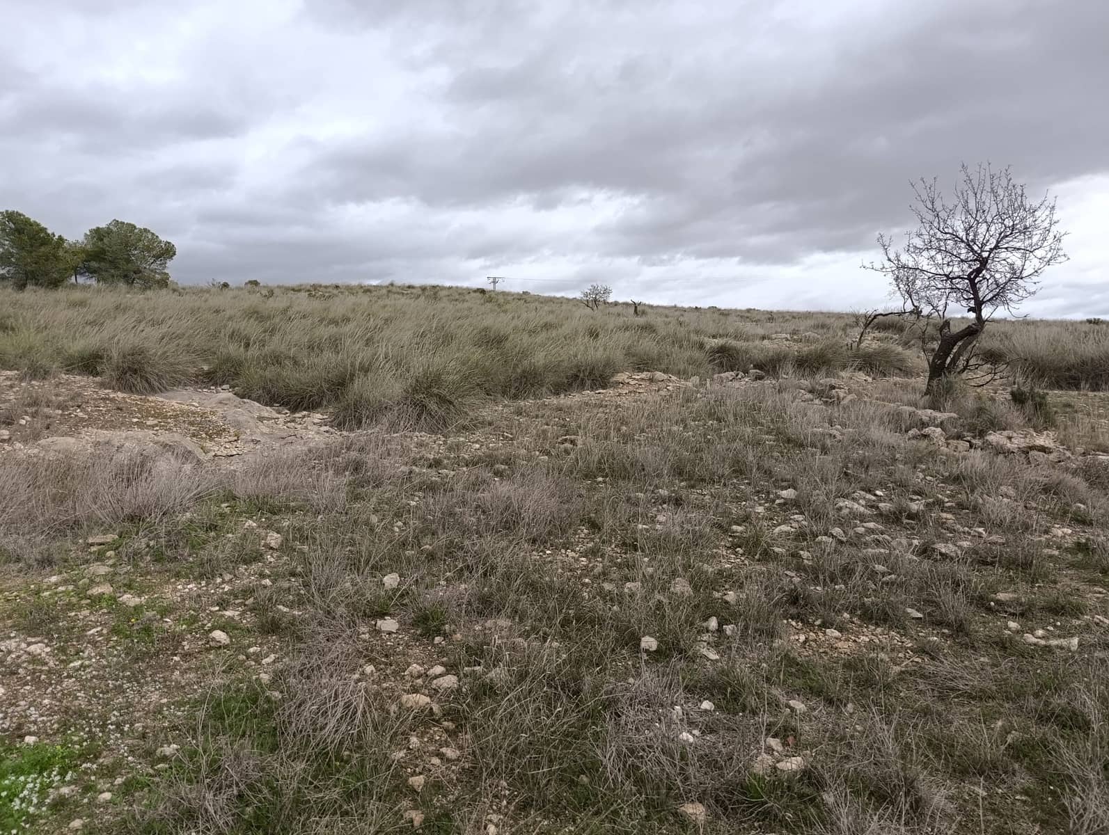 Terre non Aménagée à vendre à Abanilla - 65 000 € (Ref: 9894952)