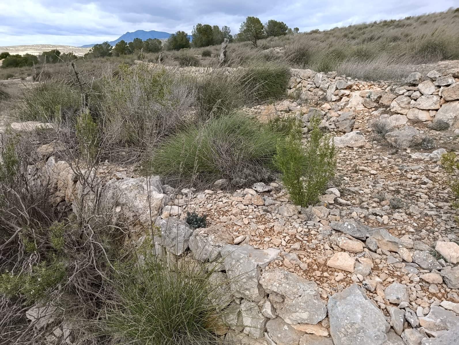Terre non Aménagée à vendre à Abanilla - 65 000 € (Ref: 9894952)