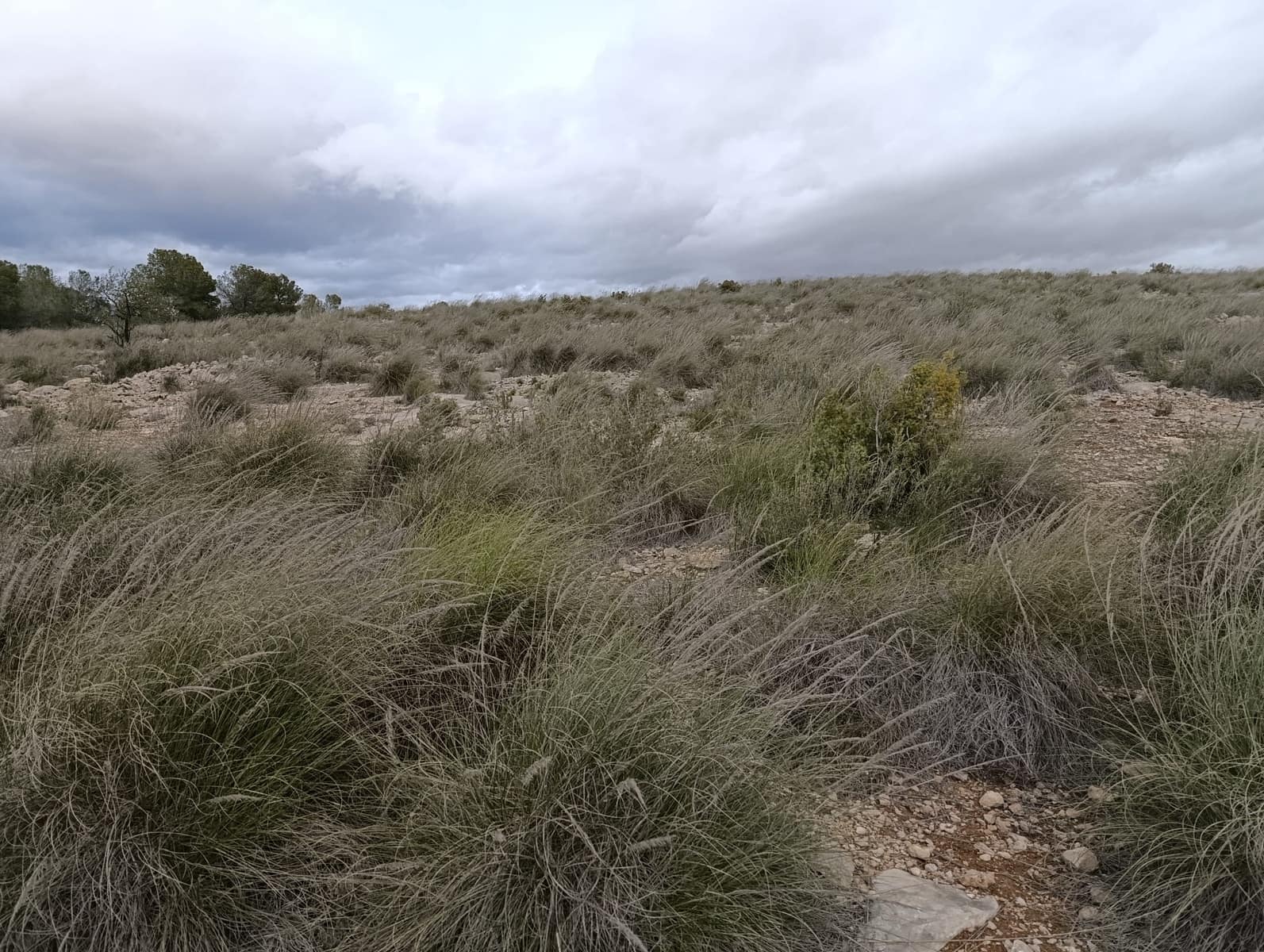 Terre non Aménagée à vendre à Abanilla - 65 000 € (Ref: 9894952)