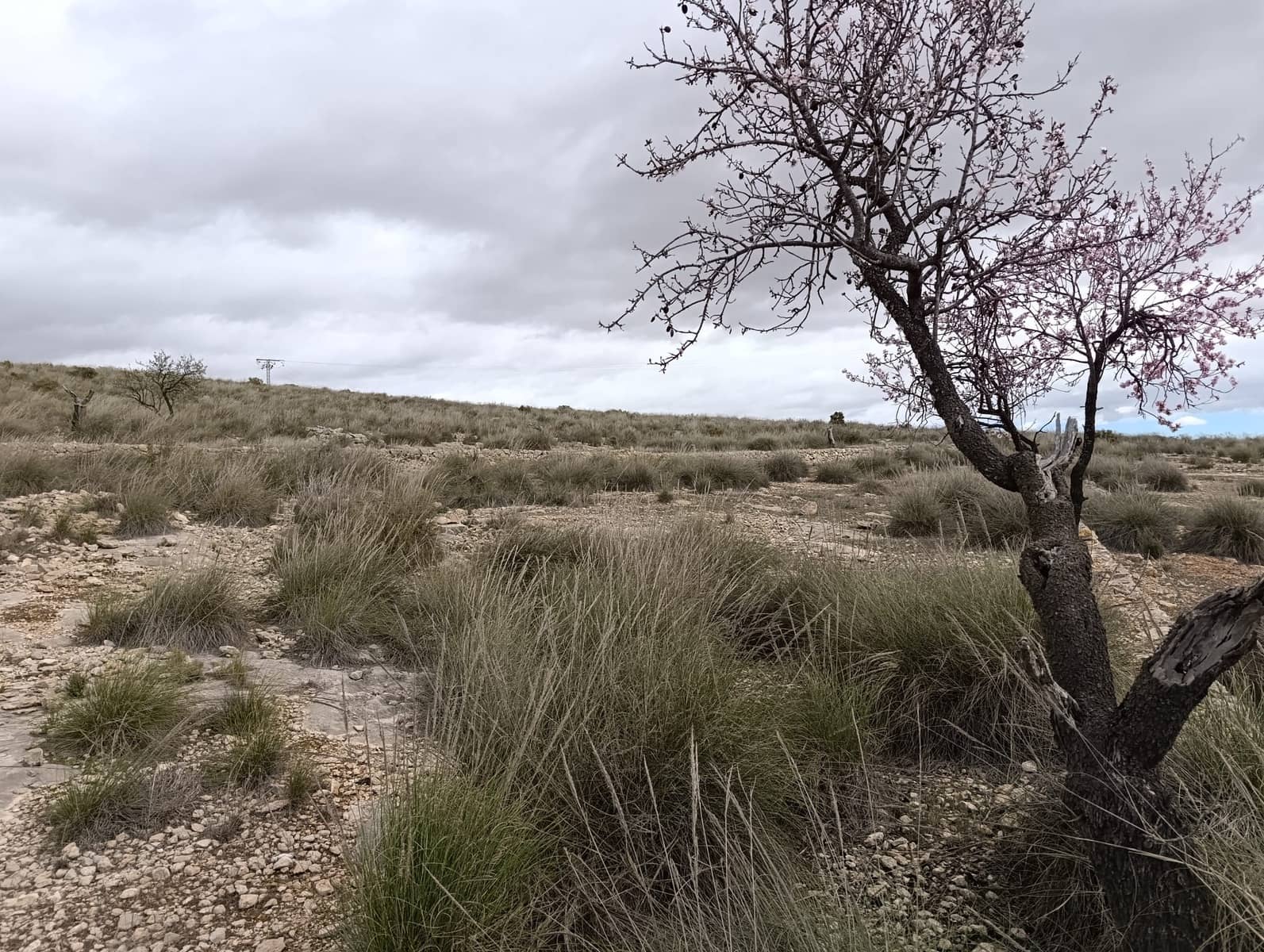 Terre non Aménagée à vendre à Abanilla - 65 000 € (Ref: 9894952)