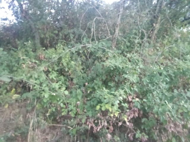 Terrain à Bâtir à vendre à Dehesas, Ponferrada - 80 000 € (Ref: 10139897)