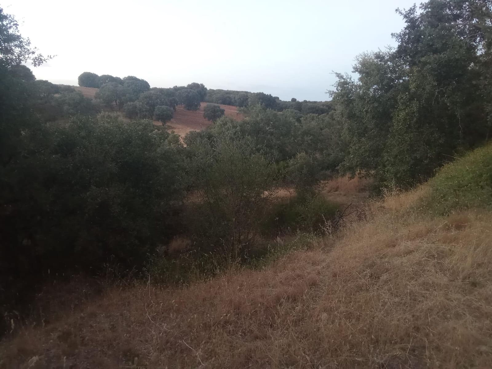Terrain à Bâtir à vendre à Dehesas - 80 000 € (Ref: 10139897)