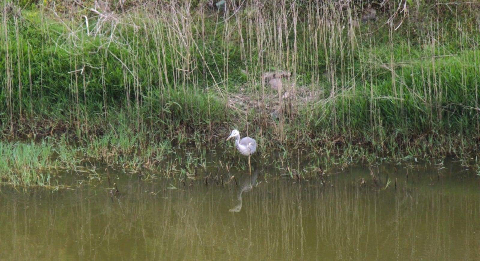 Byggegrund til salg i San Lorenzo - € 450.000 (Ref: 9119234)