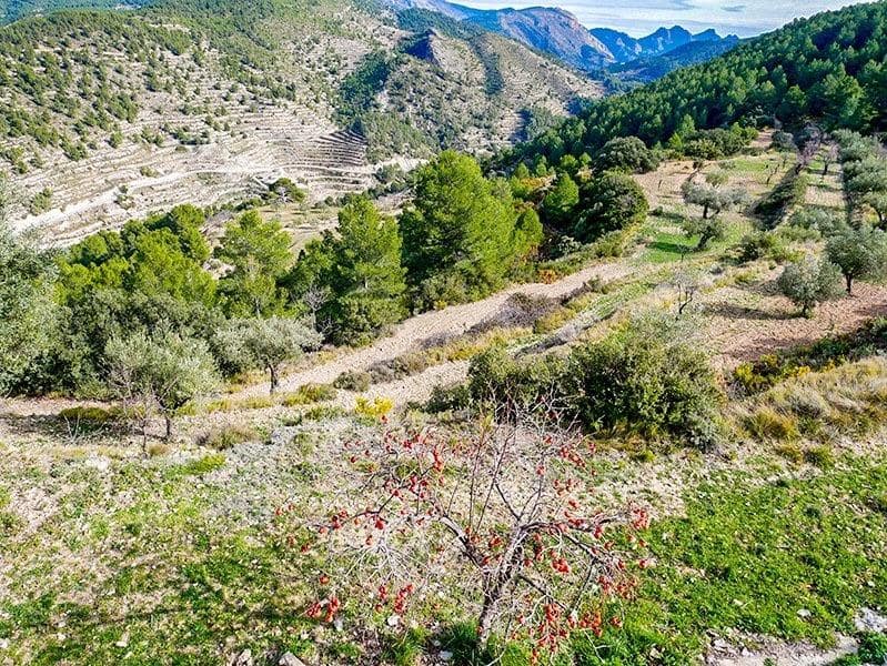 5 soveværelse Finca/Landehus til salg i Relleu med swimmingpool garage - € 2.149.000 (Ref: 9119283)