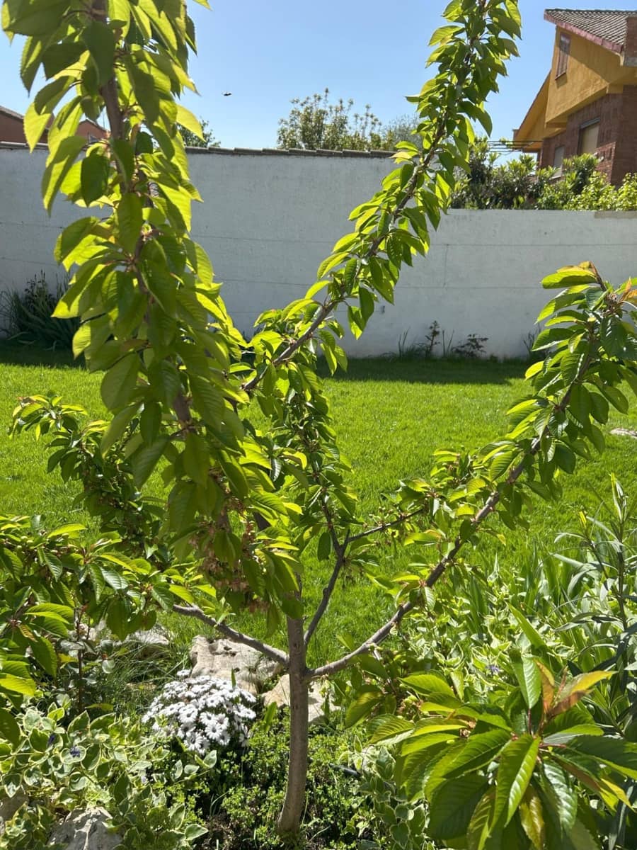 5 soveværelse Villa til salg i Alovera med swimmingpool - € 470.000 (Ref: 9119453)