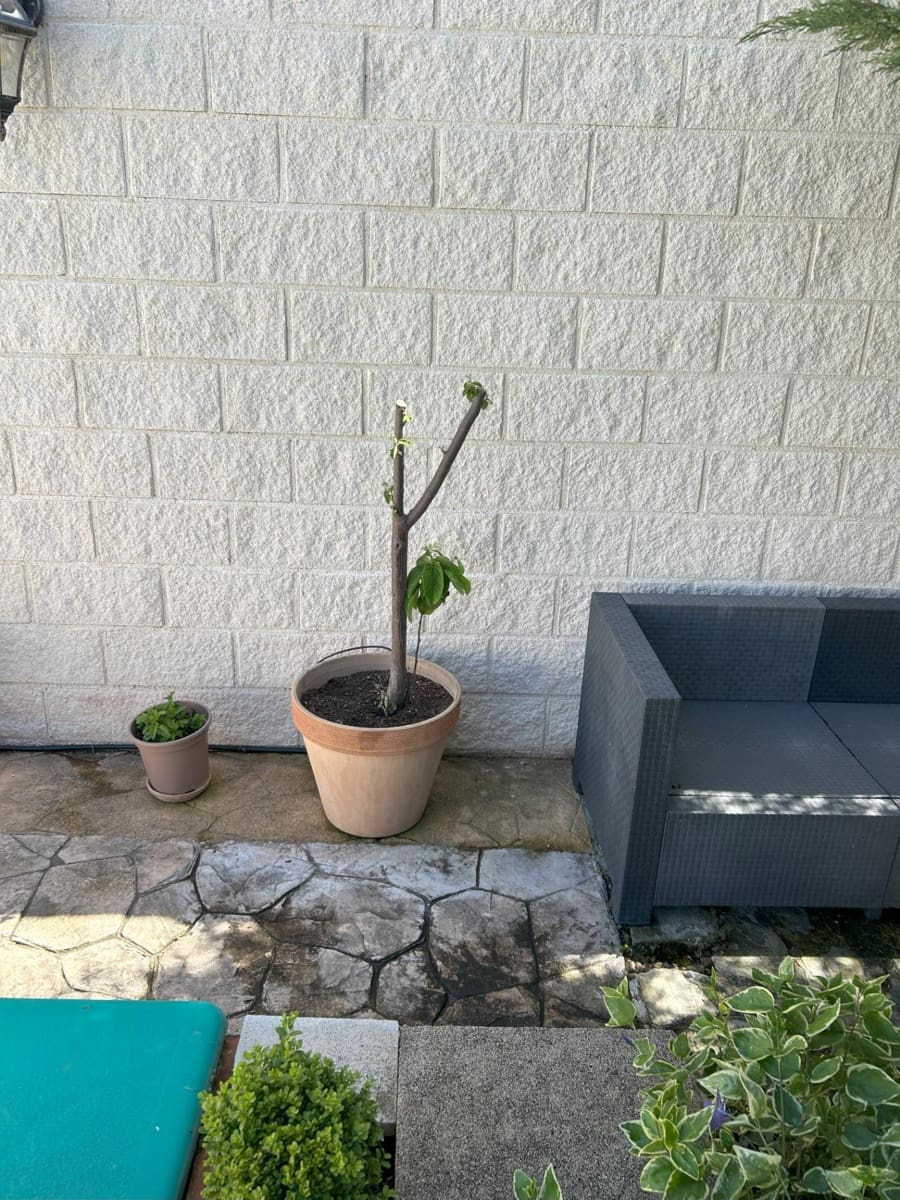 5 soveværelse Villa til salg i Alovera med swimmingpool - € 470.000 (Ref: 9119453)