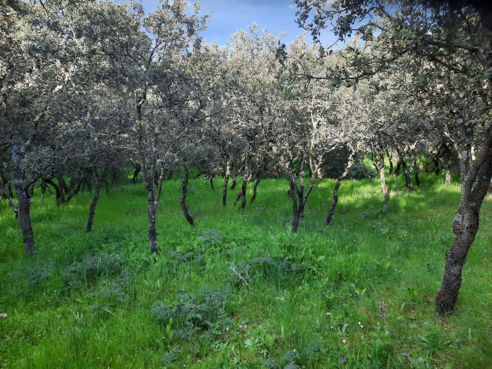 Działka budowlana na sprzedaż w El Casar - 72 000 € (Ref: 9123813)