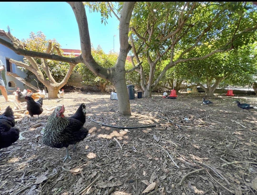 3 camera da letto Finca/Casa di Campagna in vendita in La Orotava - 650.000 € (Rif: 9125275)