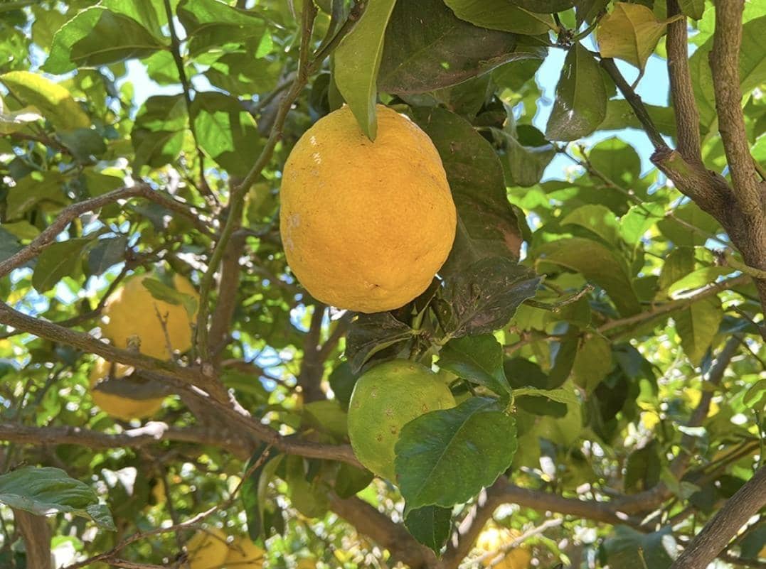 3 camera da letto Finca/Casa di Campagna in vendita in La Orotava - 650.000 € (Rif: 9125275)