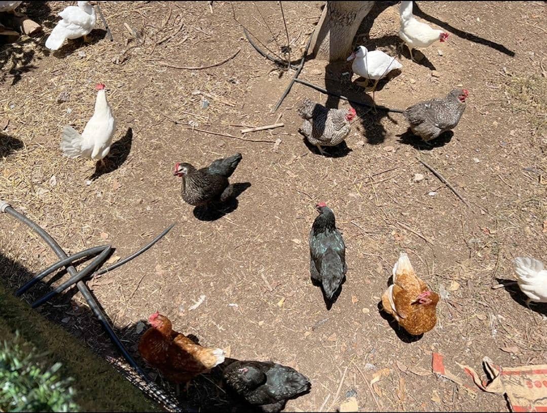 3 camera da letto Finca/Casa di Campagna in vendita in La Orotava - 650.000 € (Rif: 9125275)