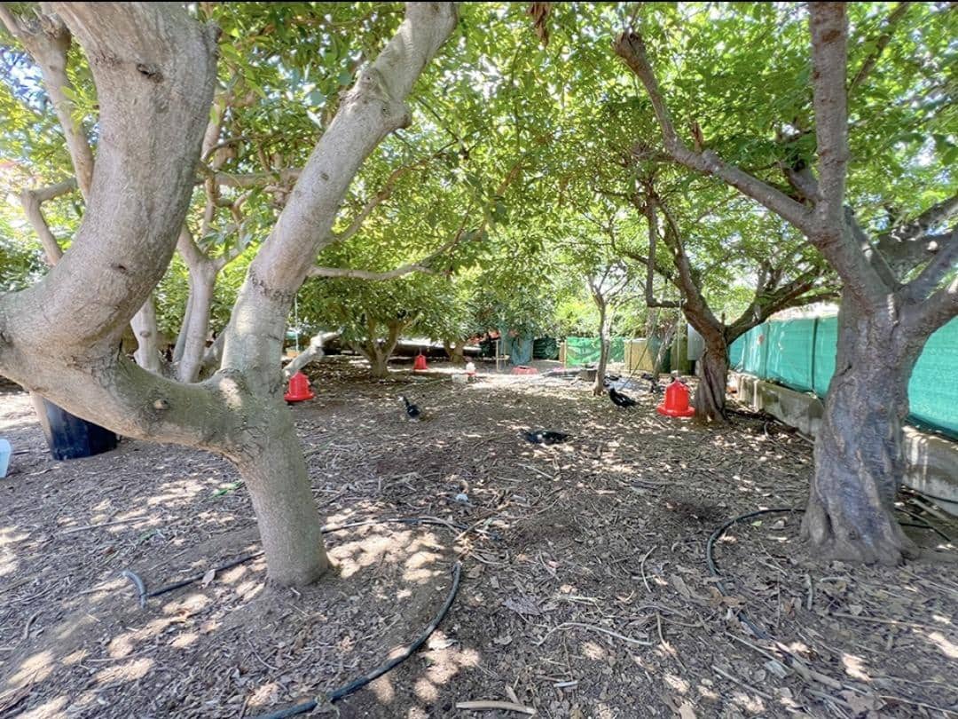 3 camera da letto Finca/Casa di Campagna in vendita in La Orotava - 650.000 € (Rif: 9125275)