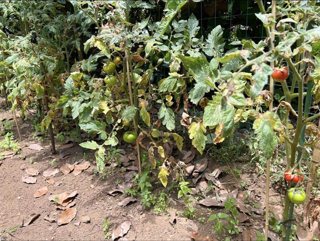 3 camera da letto Finca/Casa di Campagna in vendita in La Orotava - 650.000 € (Rif: 9125275)